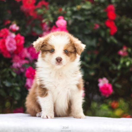 Chiots bergers australiens