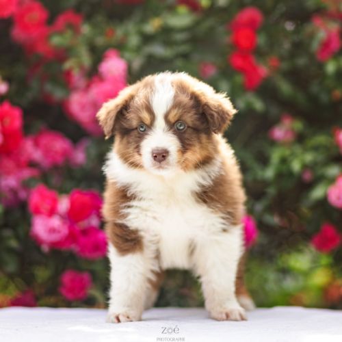 Chiots bergers australiens #5