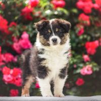 Chiots bergers australiens #1