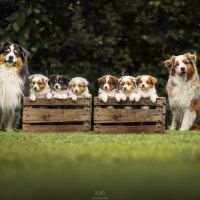 Chiots bergers australiens #6