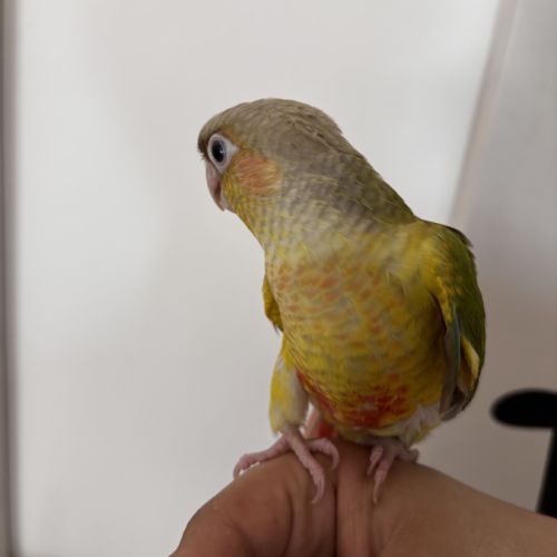 Conure ananas eam #3