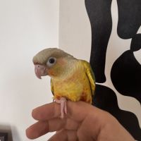 Conure ananas eam