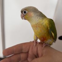 Conure ananas eam #2