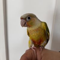 Conure ananas eam #4