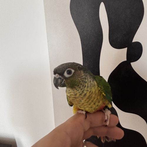 Conure hypoxantha eam #2