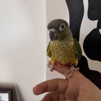Conure hypoxantha eam