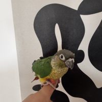 Conure hypoxantha eam #3
