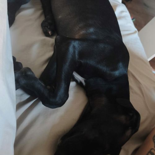 Ferran, chiot galgo de 3 mois #2