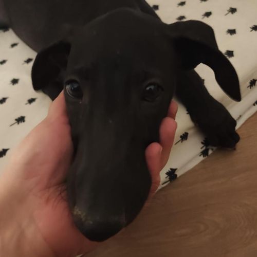 Ferran, chiot galgo de 3 mois