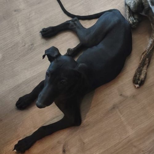 Ferran, chiot galgo de 3 mois #5
