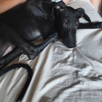 Ferran, chiot galgo de 3 mois #1