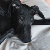 Ferran, chiot galgo de 3 mois #3