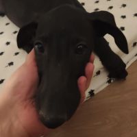 Ferran, chiot galgo de 3 mois #0