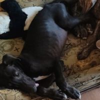 Ferran, chiot galgo de 3 mois #6