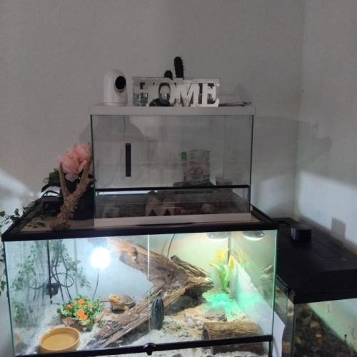 Vend deux pogona avec leur terrarium (bien lire) #1