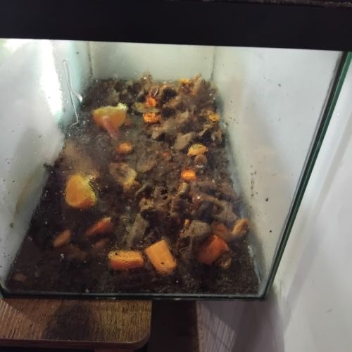 Vend deux pogona avec leur terrarium (bien lire) #3