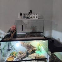 Vend deux pogona avec leur terrarium (bien lire) #1