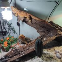 Vend deux pogona avec leur terrarium (bien lire)