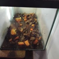 Vend deux pogona avec leur terrarium (bien lire) #3