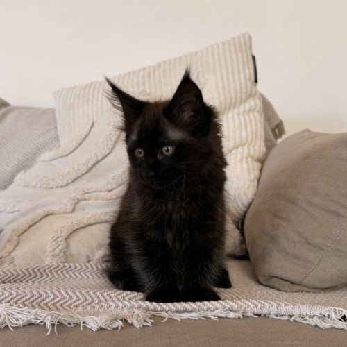 4 chatons maine coon loof #3