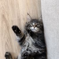 4 chatons maine coon loof #1