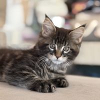 4 chatons maine coon loof