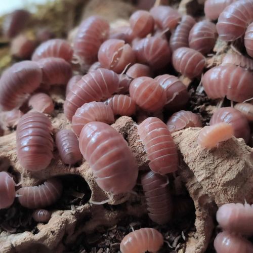 Divers isopodes et blattes de collection #0