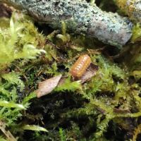 Divers isopodes et blattes de collection #1