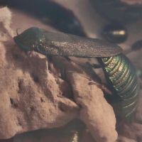 Divers isopodes et blattes de collection #2