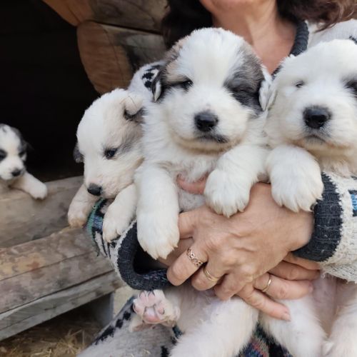 Chiots patou, montagne des pyrénées #1