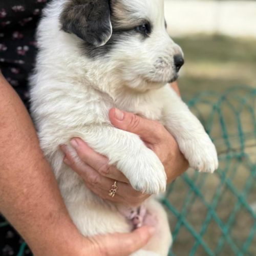 Chiots patou, montagne des pyrénées
