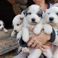 Chiots patou, montagne des pyrénées #1