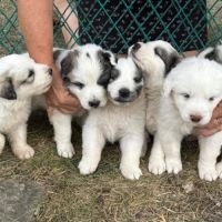 Chiots patou, montagne des pyrénées #2