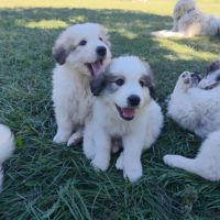 Chiots patou, montagne des pyrénées