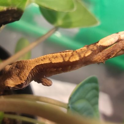 Gecko à crête juvénile #1