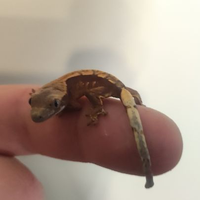 Gecko à crête juvénile #2