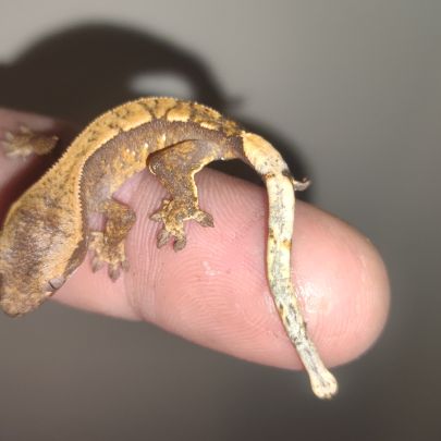 Gecko à crête juvénile #5