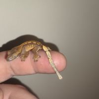 Gecko à crête juvénile #0