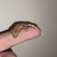 Gecko à crête juvénile #4