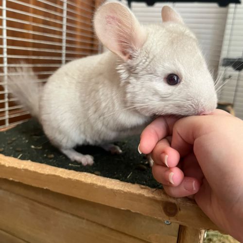 Vends 2 bébés femmes chinchillas #2