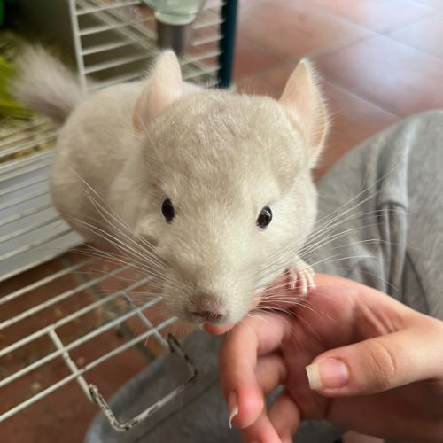 Vends 2 bébés femmes chinchillas #4