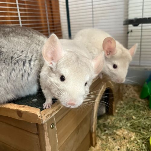 Vends 2 bébés femmes chinchillas #6