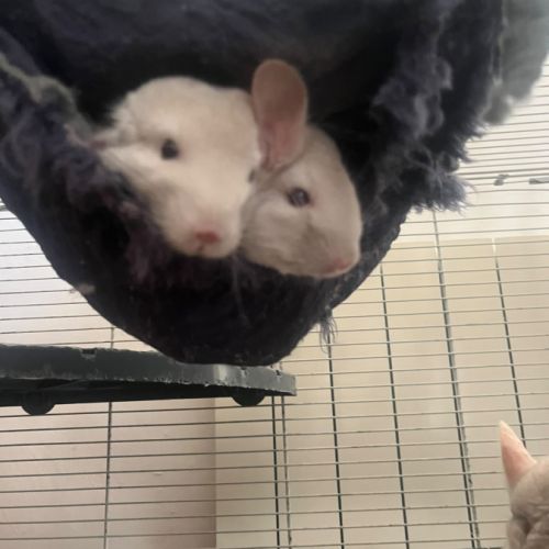 Vends 2 bébés femmes chinchillas #8