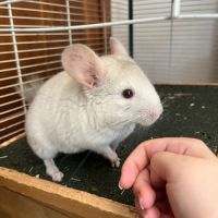 Vends 2 bébés femmes chinchillas #1