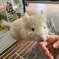 Vends 2 bébés femmes chinchillas #3