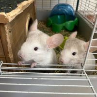 Vends 2 bébés femmes chinchillas