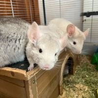 Vends 2 bébés femmes chinchillas #6