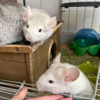 Vends 2 bébés femmes chinchillas #7