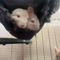 Vends 2 bébés femmes chinchillas #8