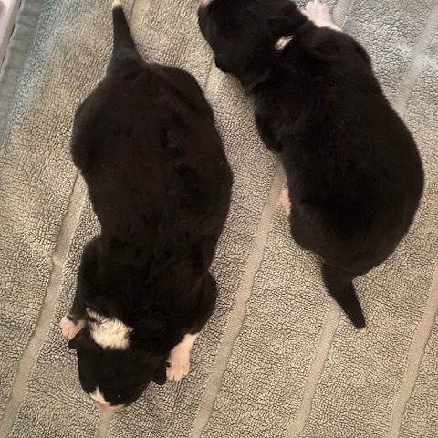 2 femelles chien d'ours de carelie lof #0